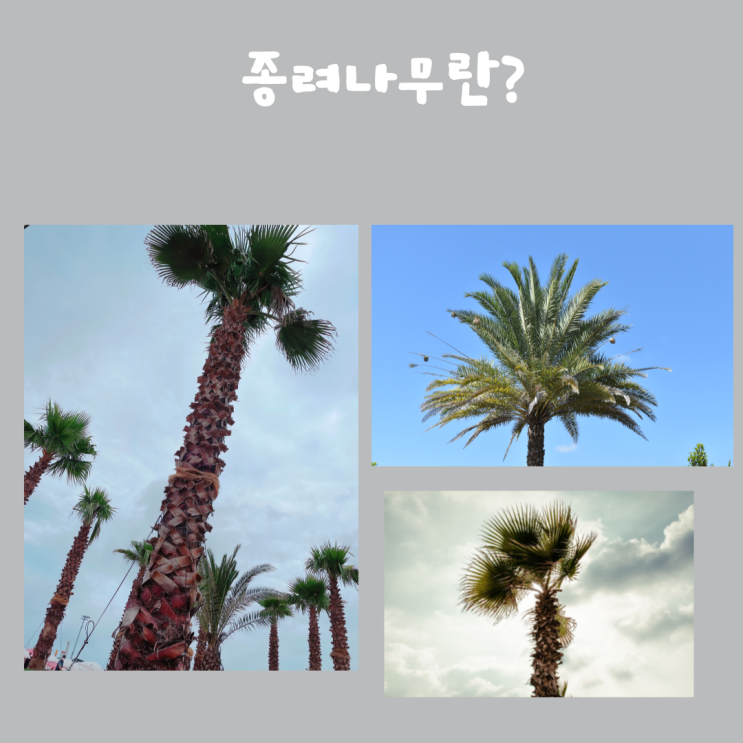 <b>종려나무</b>의 특징과 종류, 환경적 영향에 대해 탐구해 보세요
