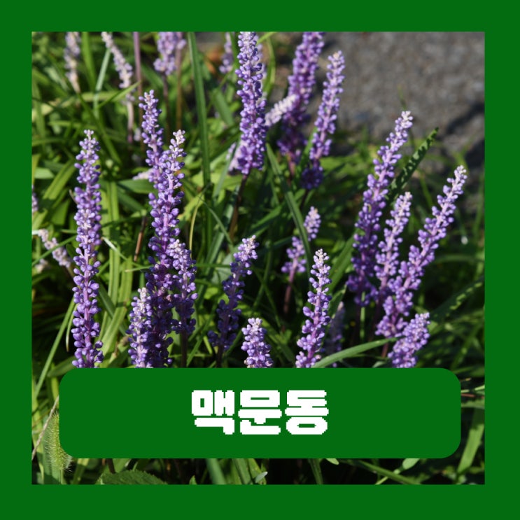  볶음 맥문동 진액 효능 부작용 가루 분말 먹는법
