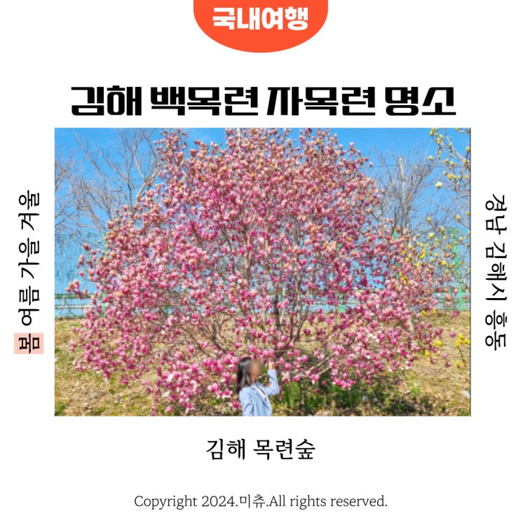  부산근교 김해 꽃구경 흥동 목련숲 군락지 개화 위치 주차