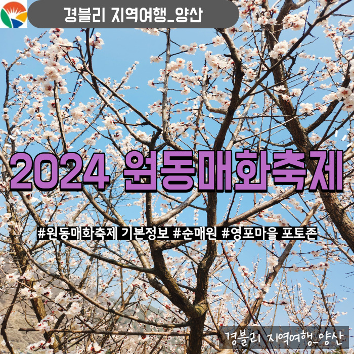  2024 양산 원동매화축제 후기 (기본정보, 주차, 순매원, 영포마을 포토존)