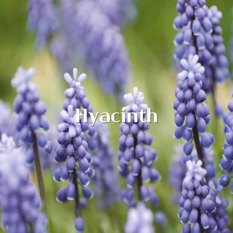  히아신스 향 (Hyacinth)