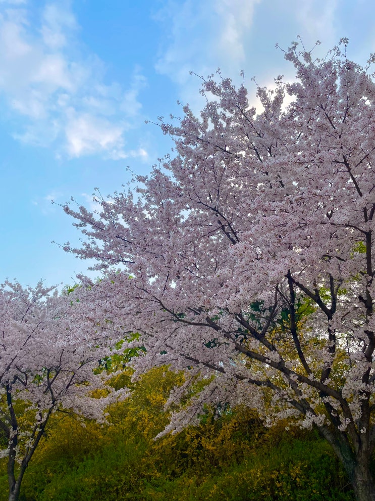 [대구 벚꽃 명소] "꽃보라동산" / 대구 벚꽃 개화시기 / 봄 소풍, 피크닉 장소 추천