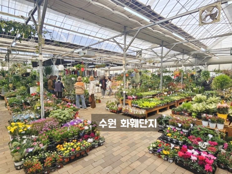  수원 화훼단지 하나로마트 수원점 이맘때 꼭 들리는 곳
