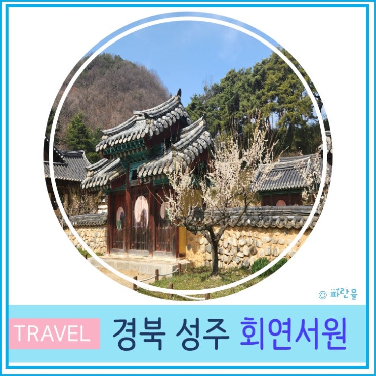  2024 경북 성주 회연서원 매화 실시간 개화 상황 대구 근교 가볼 만한 곳 3월 봄 꽃 여행