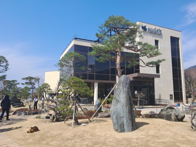  국내여행 구례 산수유축제 산수유시목, 반야월플라타너스
