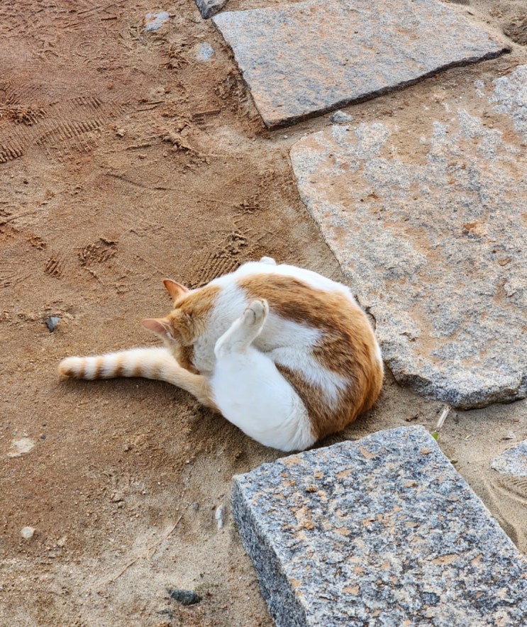  고양이 항문낭 짜기 주기, 똥스키 냄새 이유  f. 항문낭염