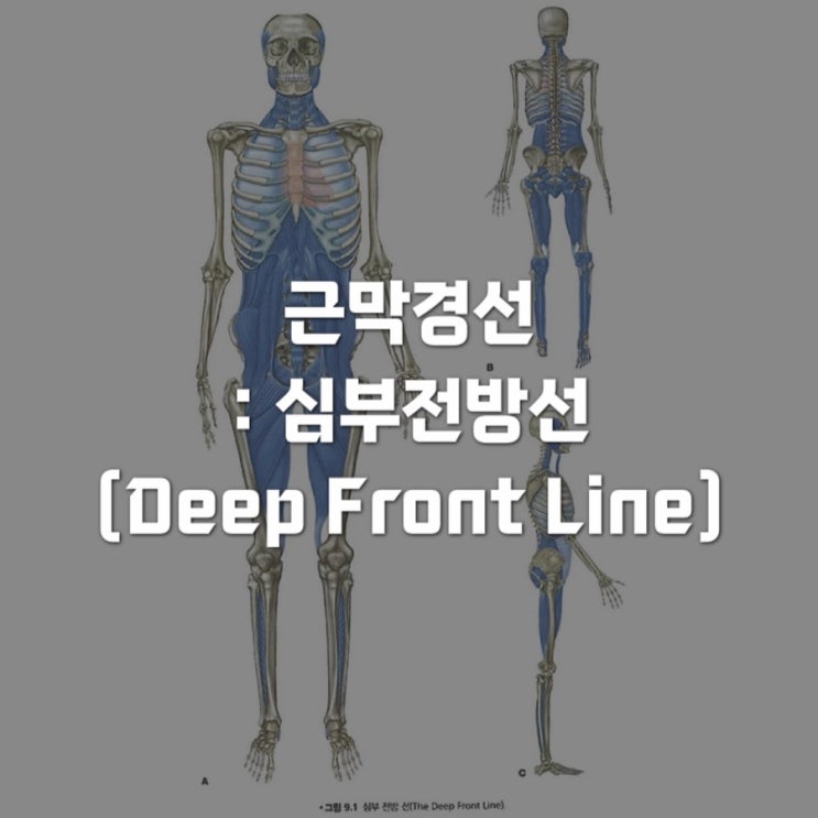  근막경선해부학 : 심부전방선 (Deep Front Line) 1 - 족근골에서 다리 심부 후방 구획까지