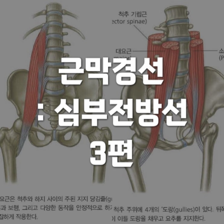  근막경선해부학 : 심부전방선 (Deep Front Line) 3 - 하위 전방 경로