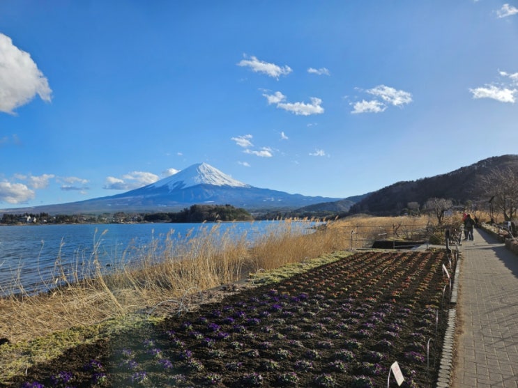일본 시즈오카 무료 가볼만한 곳 오이시공원&가와구치호 리뷰(+500엔 아이스크림 ) 주차, 자전거, 후지산뷰