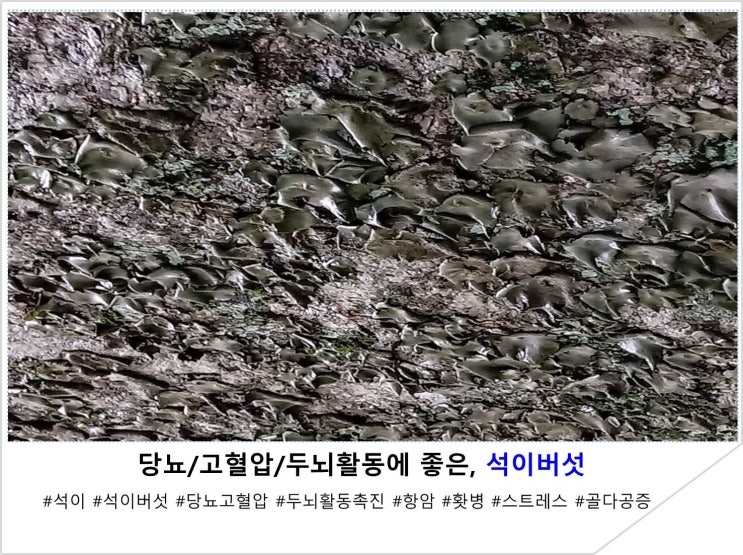  당뇨/고혈압/두뇌활동에 좋은, 석이버섯