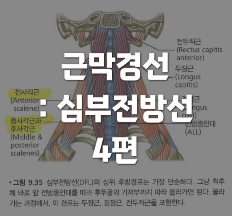  근막경선해부학 : 심부전방선 (Deep Front Line) 4 - 상부후방, 상부중간, 상부전방 경로 및 턱관절까지