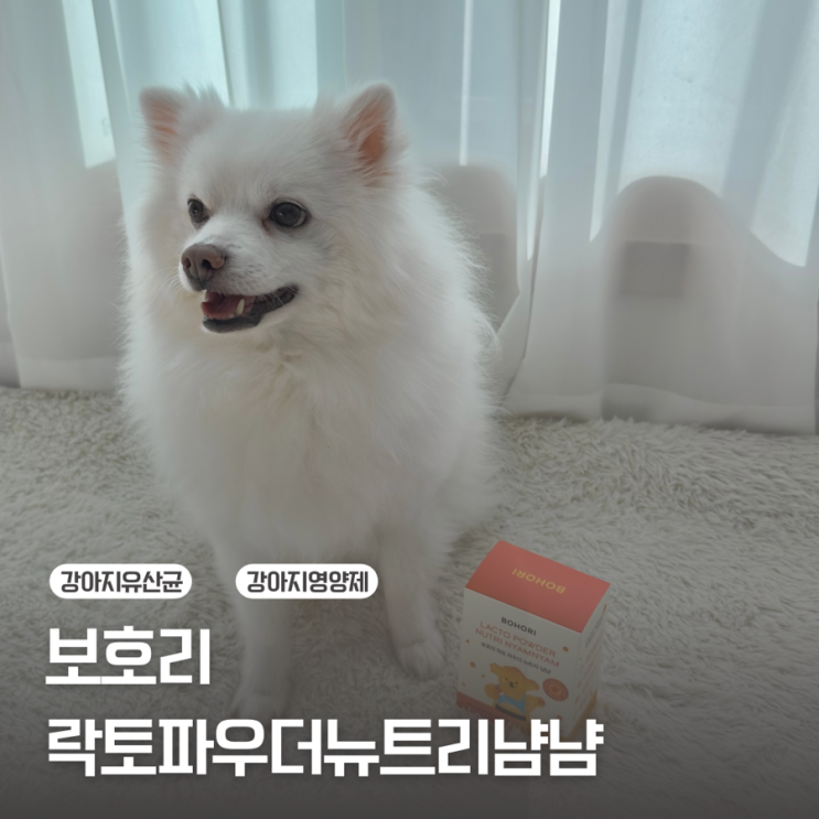  [강아지영양제] 사람이나 강아지나 유산균은 필수 / 보호리 락토 파우더 뉴트리 냠냠