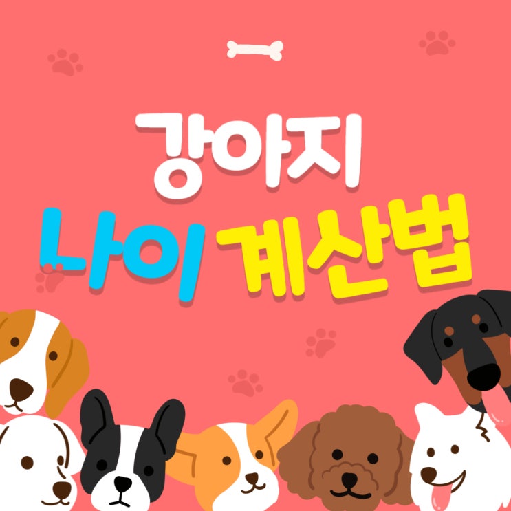  강아지 나이 계산법 쉽게 알아보기