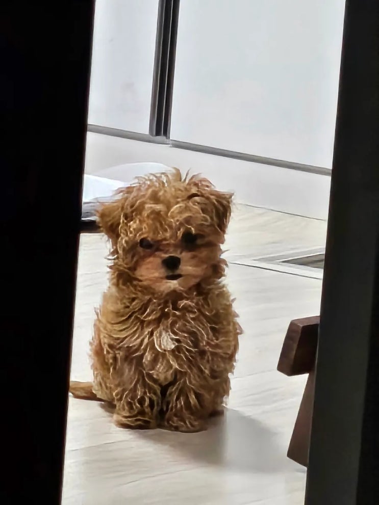  밤이 바보래요