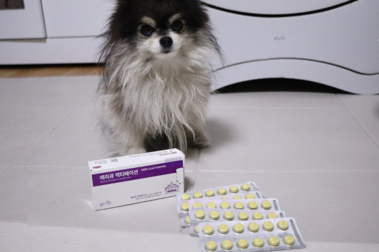 강아지 항산화제 애견 치매 예방 노견 영양제 메리큐액티베이션