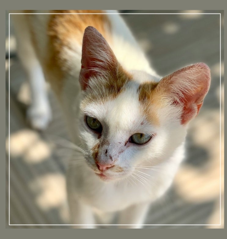 고양이 IBD 염증성 장 질환 고양이 장염 원인 증상 진단 치료