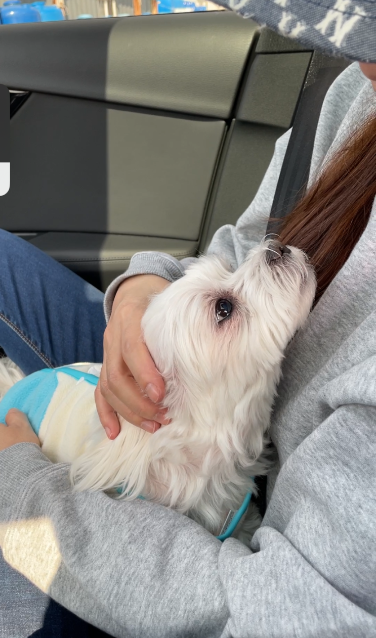  펫로스 극복기 강아지 없이 100일을 살아보니까