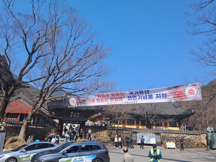 사찰로드 구례 화엄사 feat. 홍매화 화엄매