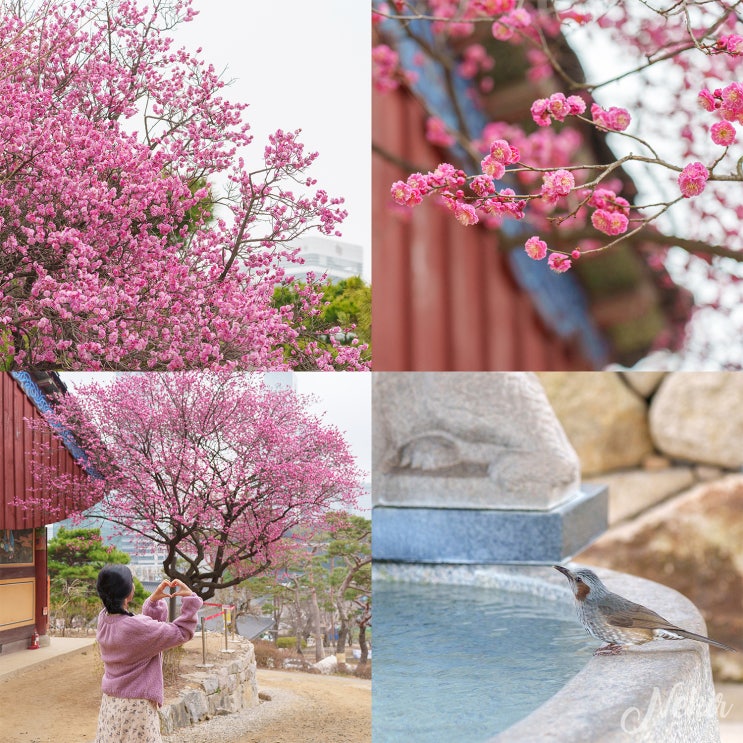 봉은사 홍매화 실시간 매화명소 서울 꽃구경 봉은사 홍매화 실시간 매화명소 서울 꽃구경