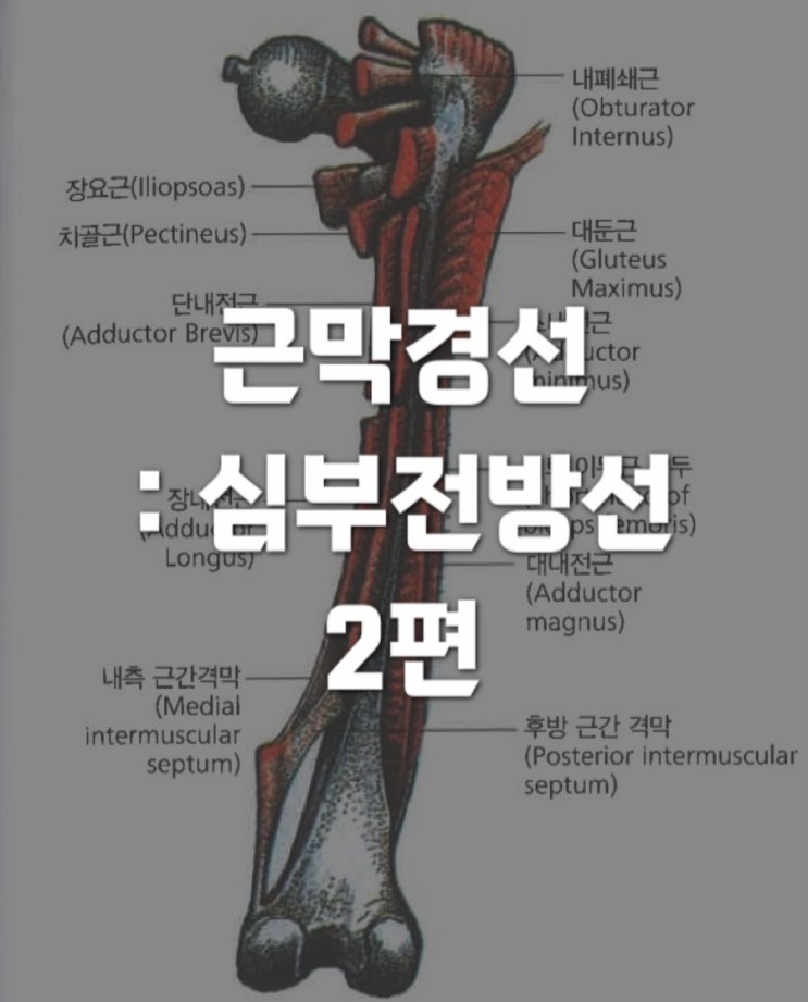  근막경선해부학 : 심부전방선 (Deep Front Line) 2 - 하위 후방 경로