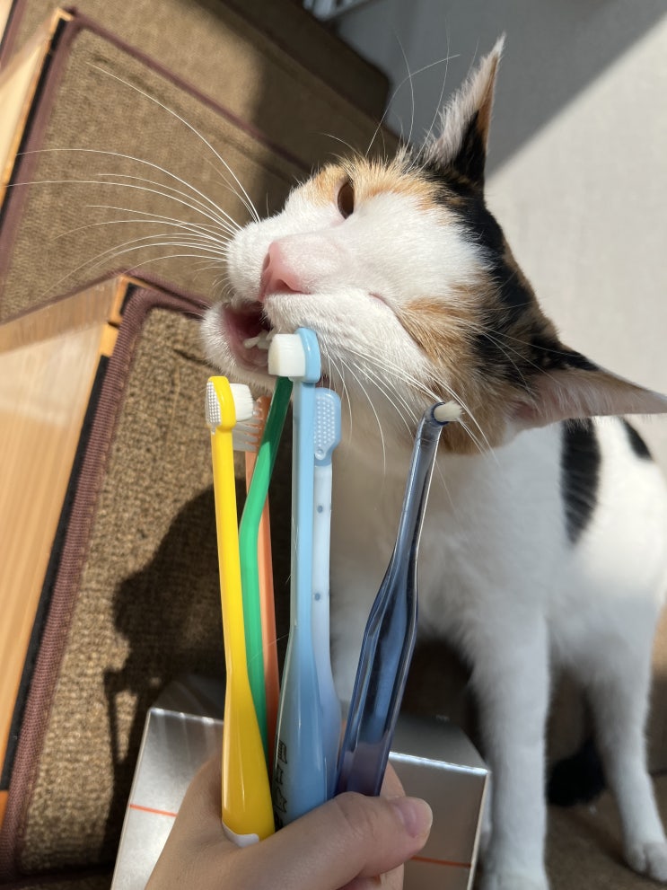  고양이 칫솔, 손가락으로 거부감 없이