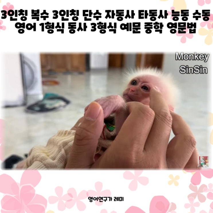 3인칭 복수 3인칭 단수 자동사 타동사 능동 수동 영어 1형식 동사  3형식 예문 중학 영문법