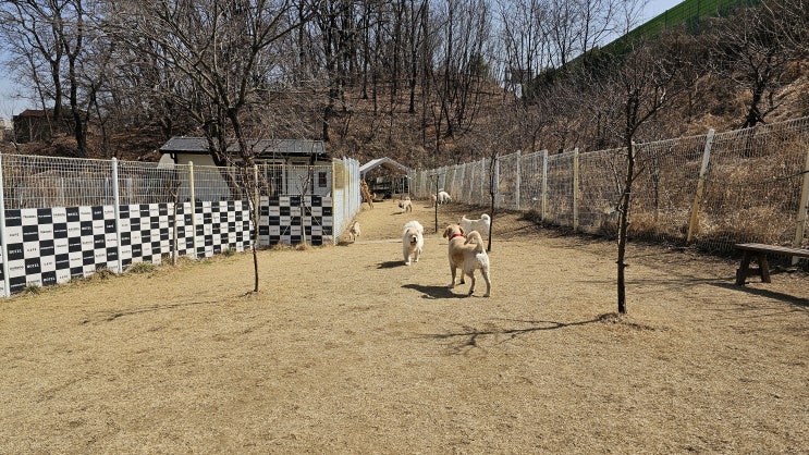  송파애견운동장:) 소형견 대형견 운동장이 분리된 라드독