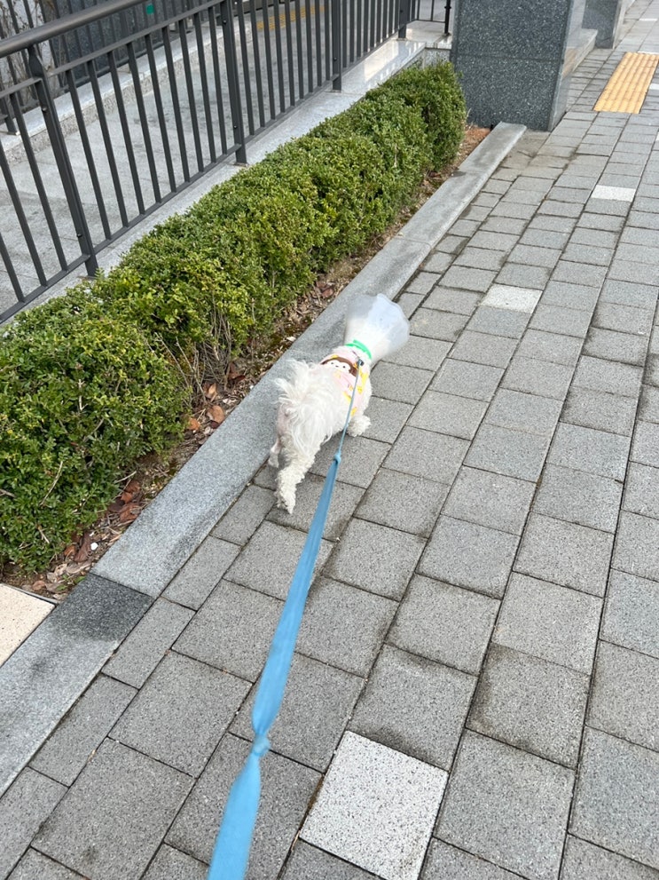  tplo 수술 2주차 경과 후기