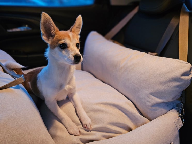  강아지카시트 이동가방으로도 사용이 가능해