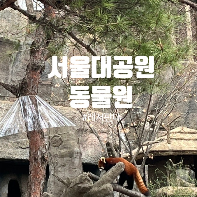 서울대공원 동물원, 코끼리 열차 미니 만난 레서판다