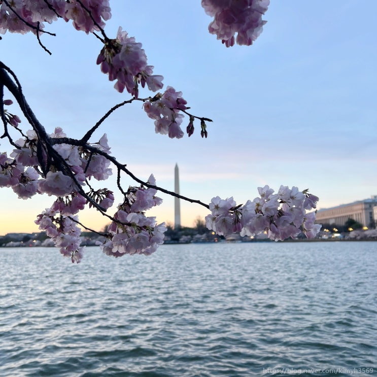 미국 동부 워싱턴 DC 벚꽃 명소 개화 피크 시기 3월 해외 여행 추천