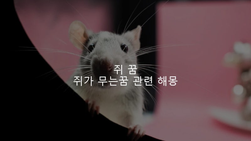 쥐 꿈 쥐가 무는 꿈 관련 해몽 알아보기