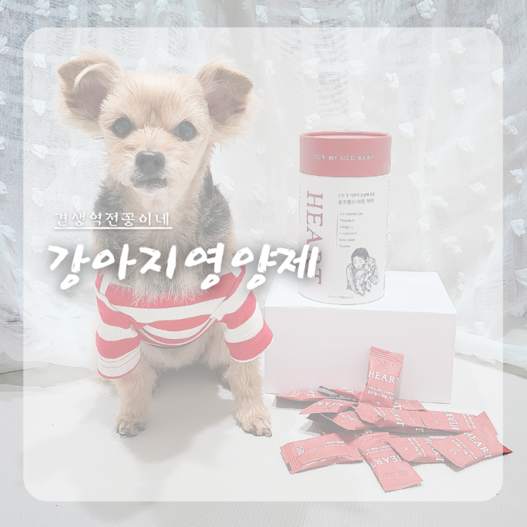  노견 영양제, 노령견 켁켁거림 기침에 먹이기 좋은 강아지심장영양제