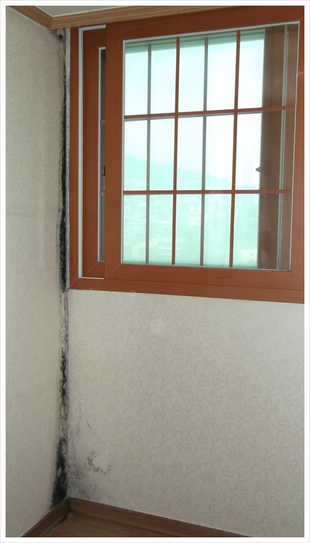  확장방? 매년 벽지 곰팡이제거를 한다?