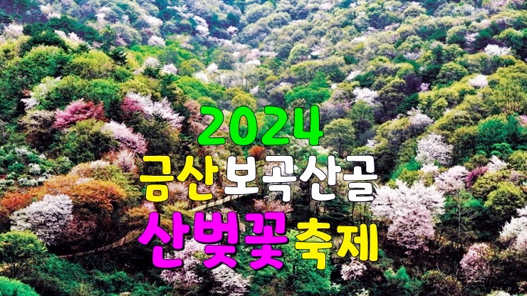 충남 4월축제 가볼만한곳, 2024 금산 보곡산골 산벚꽃 축제 (기본정보, 주차장, 벚꽃 개화시기) 충남 4월축제 가볼만한곳, 2024 금산 보곡산골 산벚꽃 축제 (기본정보, 주차장, 벚꽃 개화시기)
