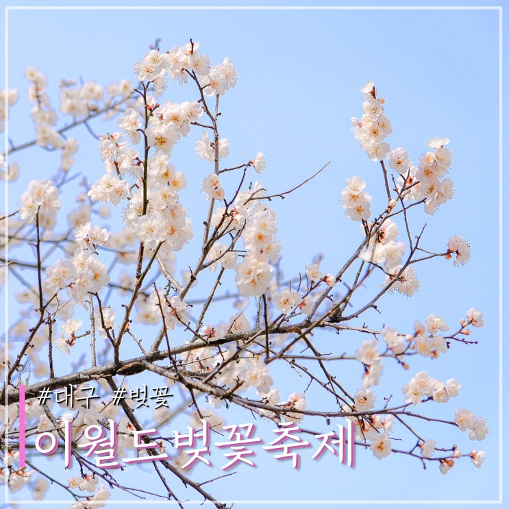 대구 이월드 벚꽃축제 개화시기 예약 및 입장권 정보