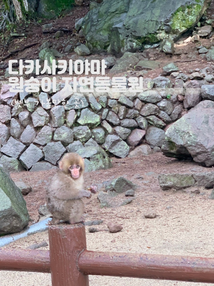  일본 벳부‘다카사키야마 자연동물원  원숭이공원’ 후기- 가격,시간 및 정보