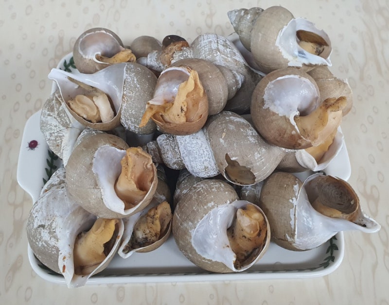 맛있는 백고동 삶기                              = 골뱅이 삶기                               삶는 시간&손....