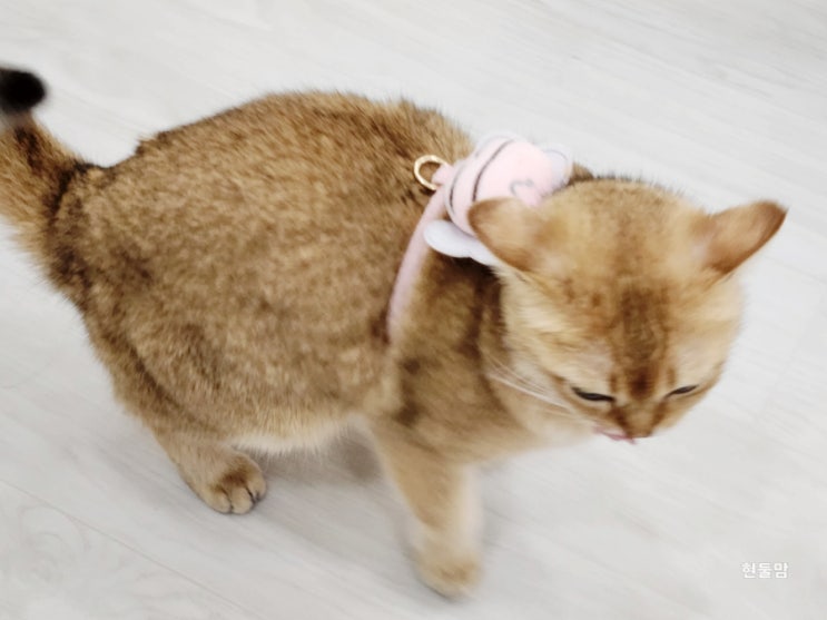 집 고양이 산책 필요하다면 하네스 산책줄로 연습부터 집 고양이 산책 필요하다면 하네스 산책줄로 연습부터