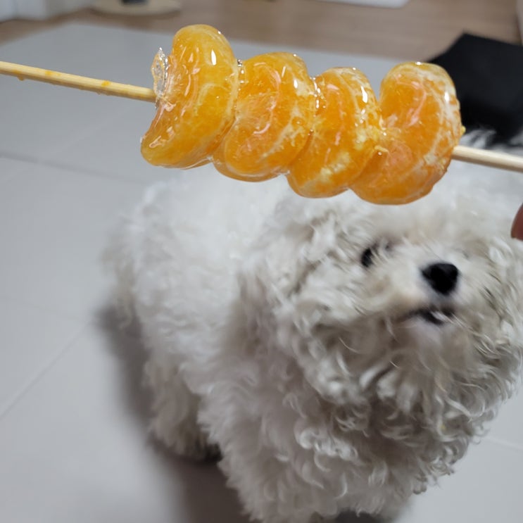 강아지 오렌지 귤 먹어도 되는 과일. 오렌지 주스는?
