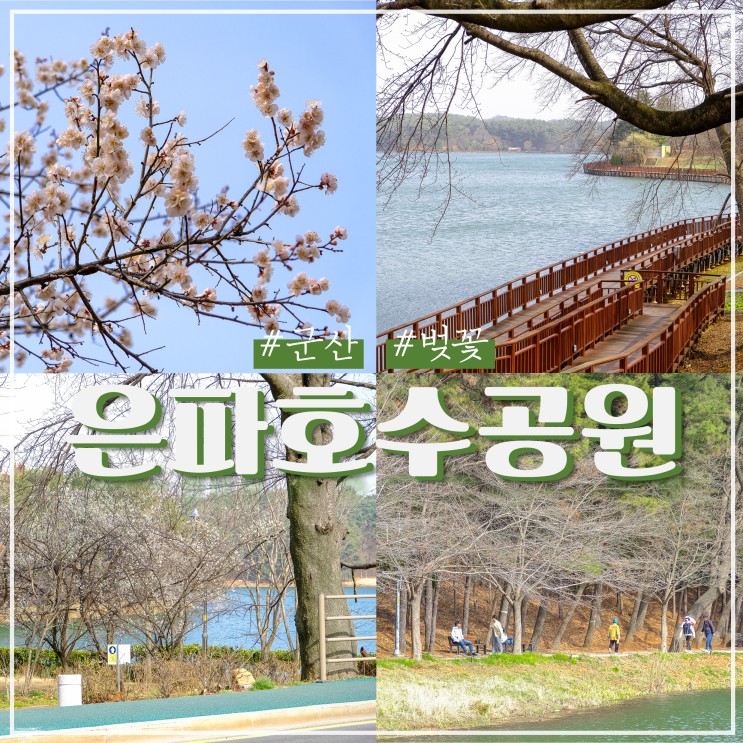 전북 군산 벚꽃 명소 은파호수공원