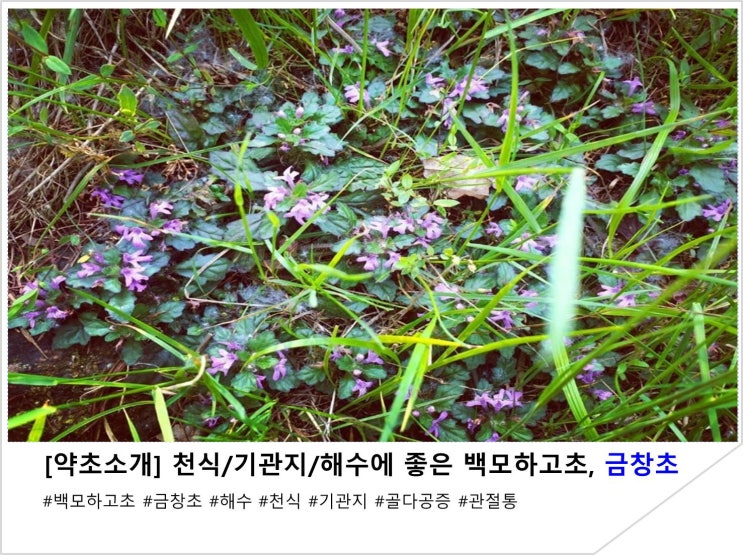  [약초소개] 천식/기관지/해수에 좋은 백모하고초, 금창초
