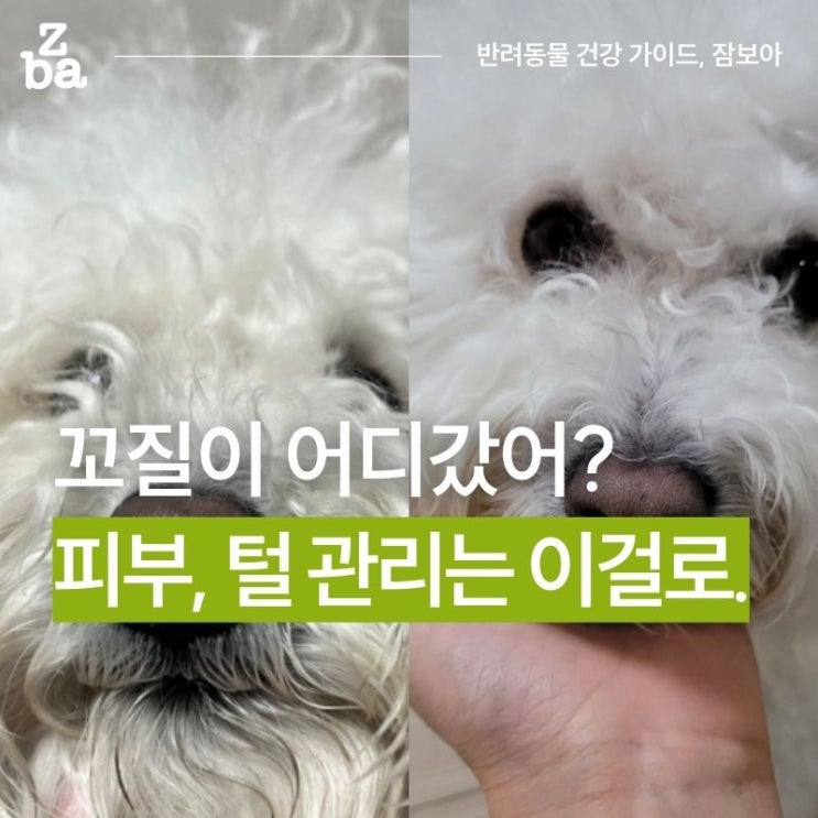  강아지 린스는 넣어둬. 피부, 털 관리 샴푸 하나로 목욕 끝!