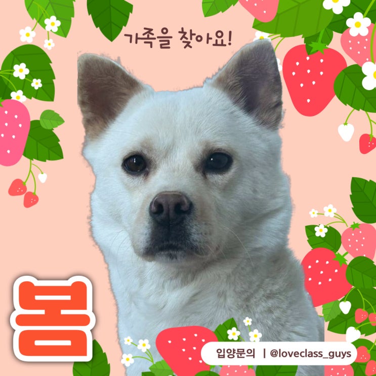   봄이의 평생 가족을 찾아요. 