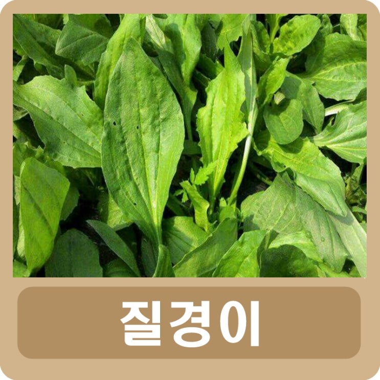  질경이 효능 부작용 씨앗 사용법
