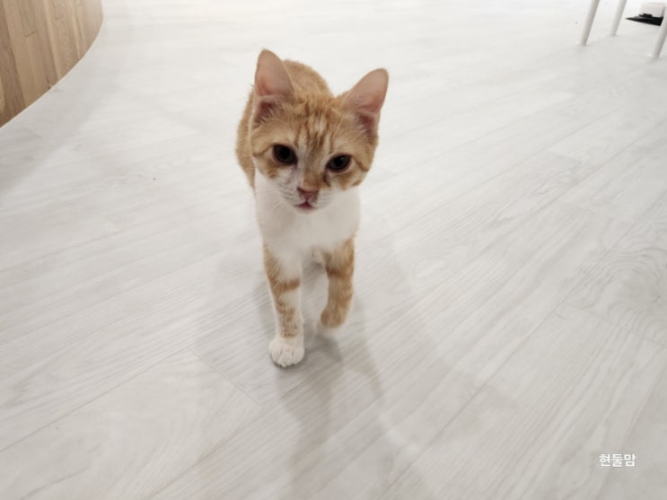 고양이 암수구별 고양이새끼 성별 구분 방법 고양이 암수구별 고양이새끼 성별 구분 방법