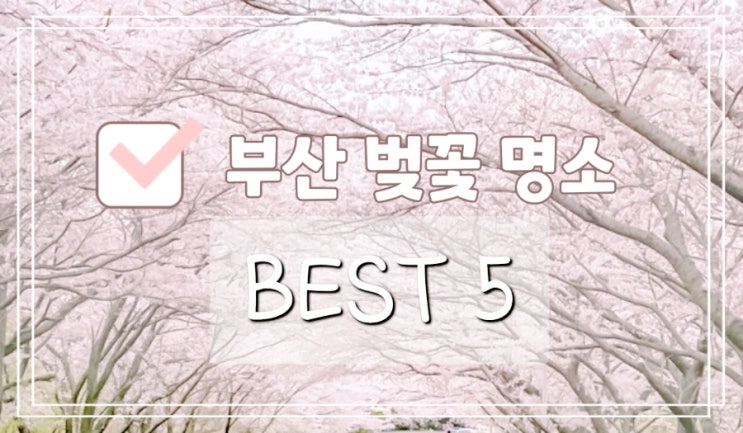  2024 부산 벚꽃 명소 지도 best 5, 개화 시기