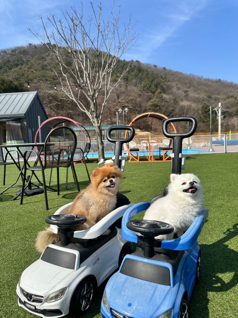 경기도 양평 애견동반여행 "별빛애견펜션" 1박2일