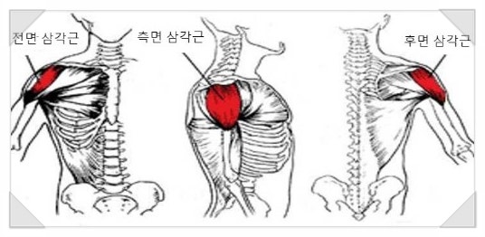  남자어깨넓어지는운동 3가지 : 대포알 어깨 만들어봐요!
