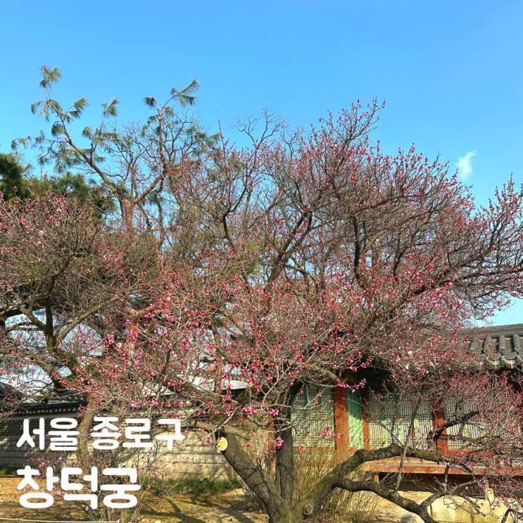  창덕궁 입장권 홍매화 개화상태 휴무일 알아보기